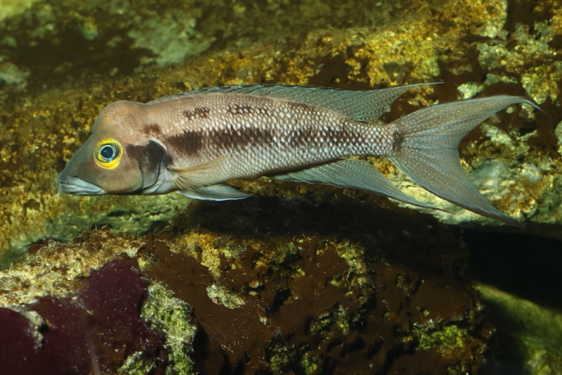 Neolamprologus furcifer 'Sibwesa'
